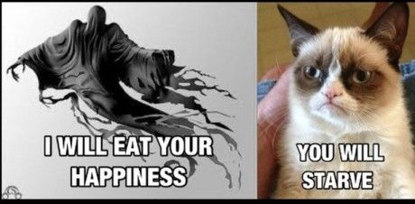 Image result for cat soul starve